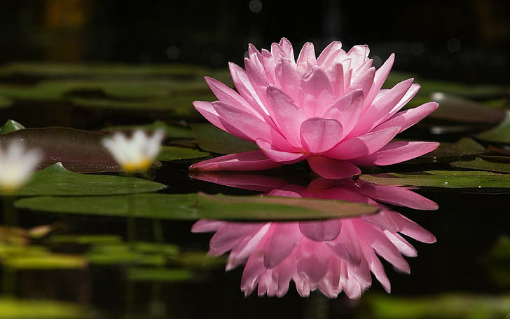 Nature, Lotus Flowers, Pink, Water