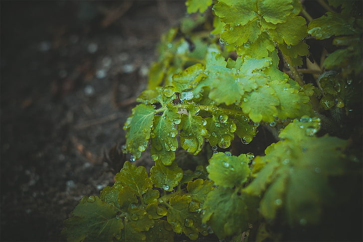 nature, Latvia, plants, vignette, dew, growth, water, green color, HD wallpaper