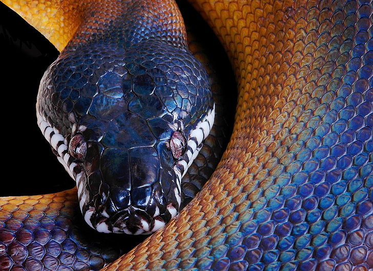 black and blue snake, python, color, head, reptile, animal, animal Scale