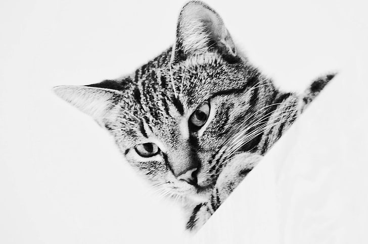 cat, portrait, animal eyes, eye-friendly, feline, domestic cat, HD wallpaper