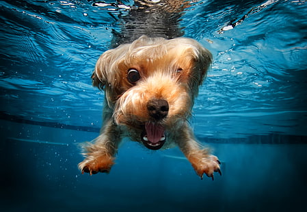 HD wallpaper: cute animals, terrier, funny, dog, underwater, canine, one  animal | Wallpaper Flare