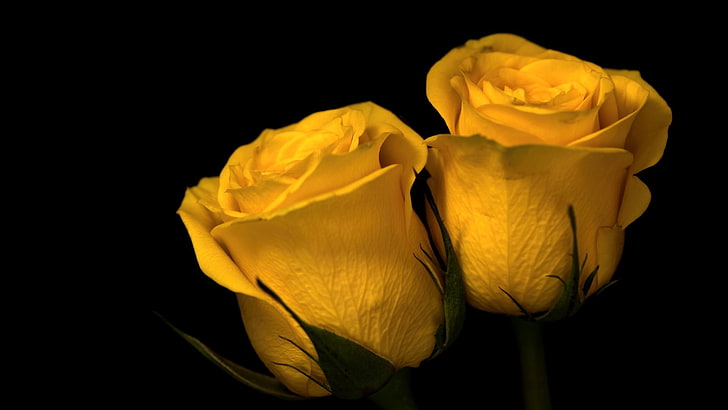 two yellow roses, nature, plants, flowers, macro, depth of field
