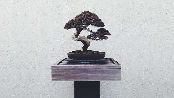 mini tree in brown pot table decor, bonsai, wall - building feature, HD wallpaper