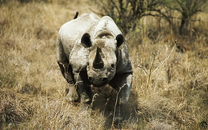 adult rhino, animals, mammal, plant, field, land, animal wildlife