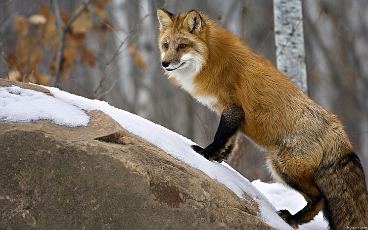 Minnesota Red Fox-Windows 10 HD Wallpaper, brown fox, animal themes HD wallpaper