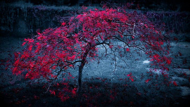 color, tree, autumn, nature, dark, red tree, twilight, darkness, HD wallpaper