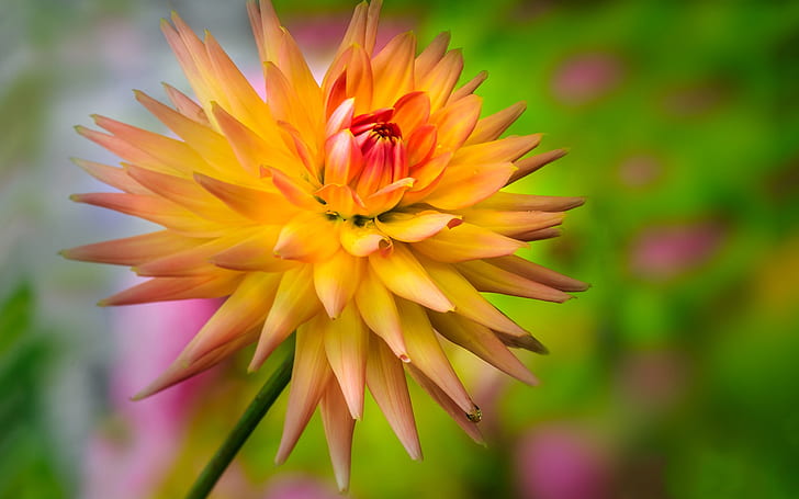 Flower, yellow-orange dahlia, dewdrop