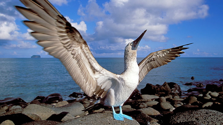 birds, blue, Boobies, Ecuador, footed, Islands, flying, animal, HD wallpaper