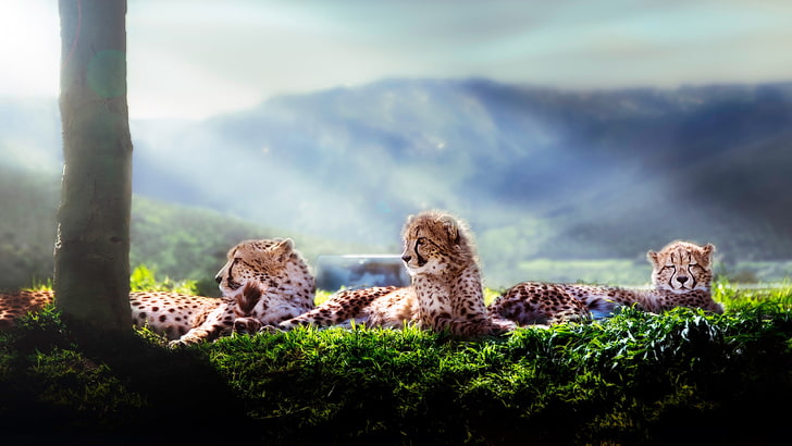 three brown-and-black cheetah cubs, animals, kittens, cheetahs, HD wallpaper