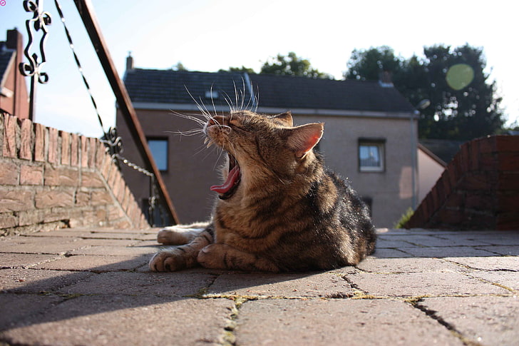 cat, yawning, lying down, animals, mammal, domestic cat, one animal, HD wallpaper