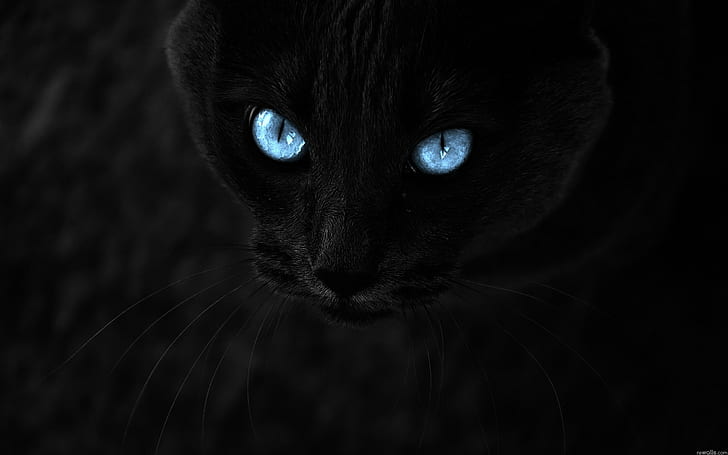 black cat, black cats, domestic Cat, pets, animal, feline, looking, HD wallpaper