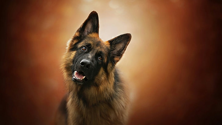 dog, dog breed, german shepherd dog, old german shepherd dog
