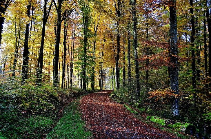 *** The Road Through The Forest ***, natura, drzewa, droga, nature and landscapes, HD wallpaper