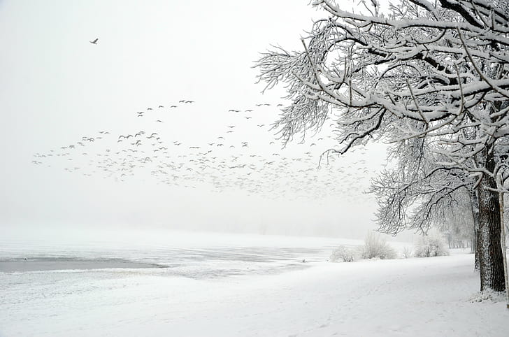 land and trees covered in snow, bunch, birds, usa, america, amerika