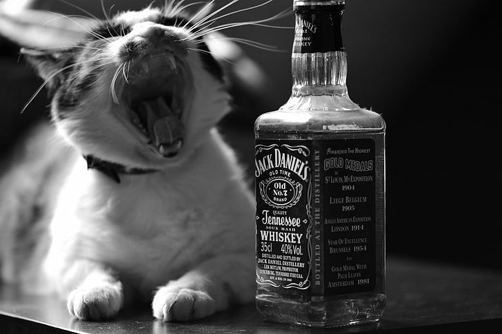 Jack Daniel's Tennessee Whiskey bottle, cat, black and white, HD wallpaper