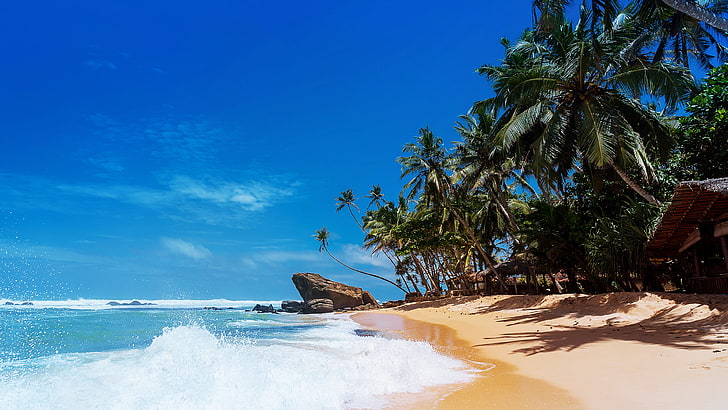 coconut trees, beach, sand, sea, clear sky, nature, water, palm tree