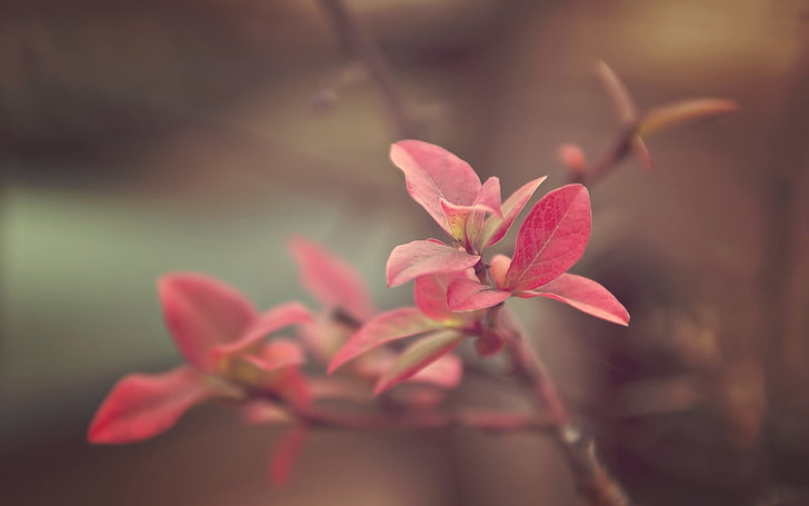 pink leaf plant, macro, photography, nature, plants, flowers, HD wallpaper