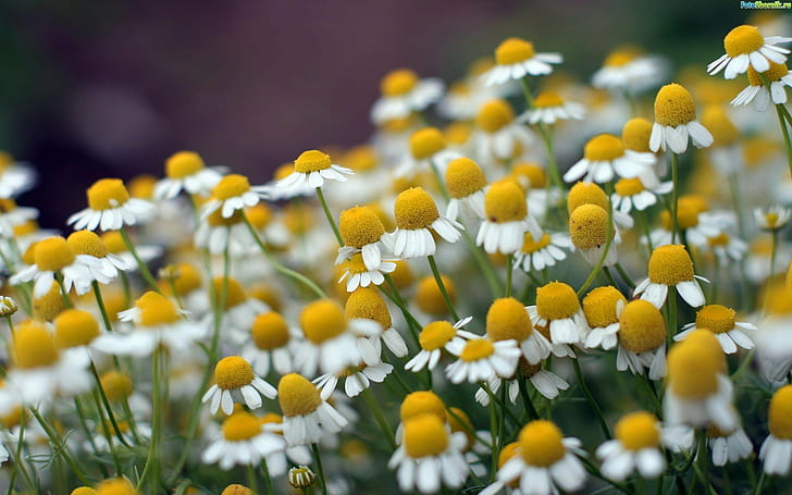 white and yellow daisy flower garden, nature, summer, plant, springtime, HD wallpaper