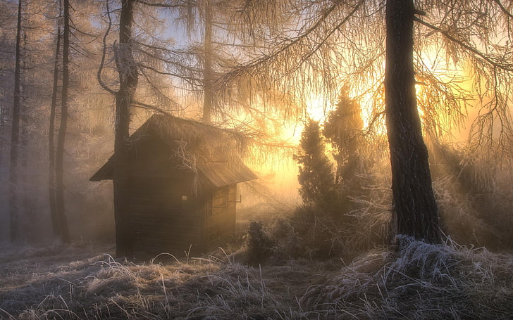 cabin surrounded by trees painting, nature, landscape, frost