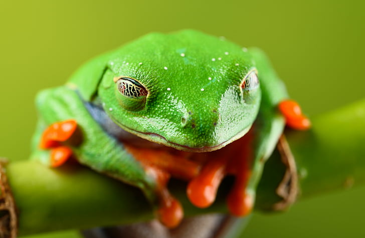 green and orange frog on green branch, Goodnight, red eyed tree frog