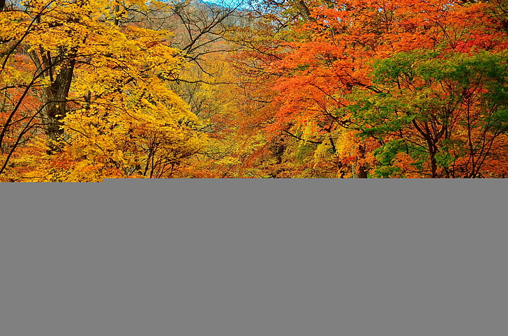 orange and green leafed trees, autumn, park, road, nature, yellow, HD wallpaper