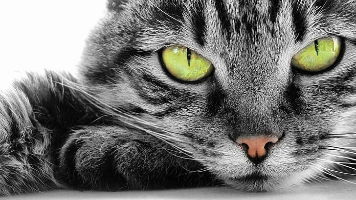 cat, whiskers, green eyes, grey cat, tabby cat, snout, domestic short haired cat