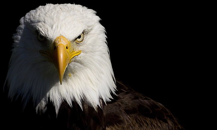 American Eagle, bald eagle, animals, birds, animals in the wild