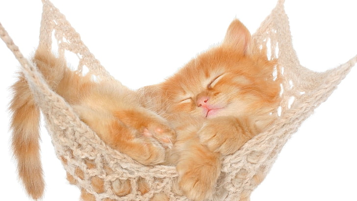 cat, feline, kittens, animals, nature, baby animals, hammocks, HD wallpaper