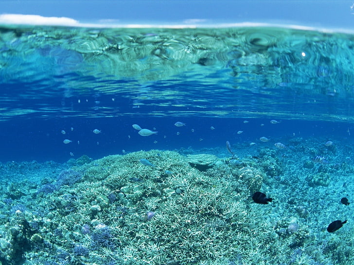 untitled, water, sea, coral, underwater, blue, split view, undersea, HD wallpaper