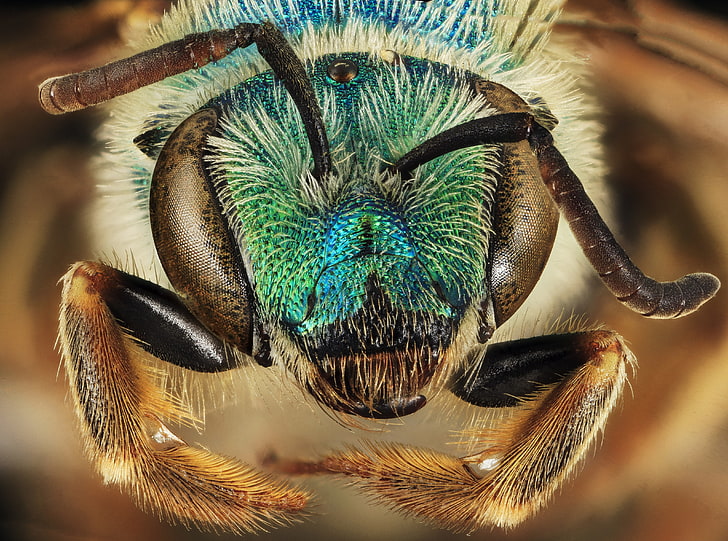 Green Blue Metallic Bee, Agapostemon Coloradinus, Animals, Insects