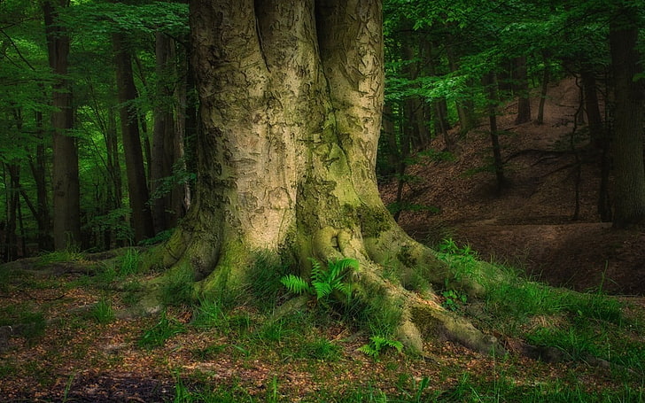 landscape photography of tree filled with green moss, nature