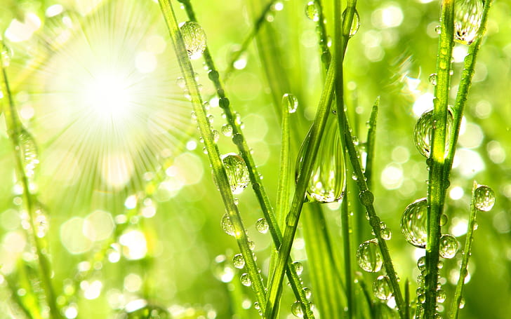 Morning Dew on the Grass, drops, water, nature, HD wallpaper