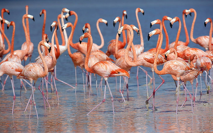 Flamingos of Caribbean-Desktop Wallpaper backgrounds free download, HD wallpaper