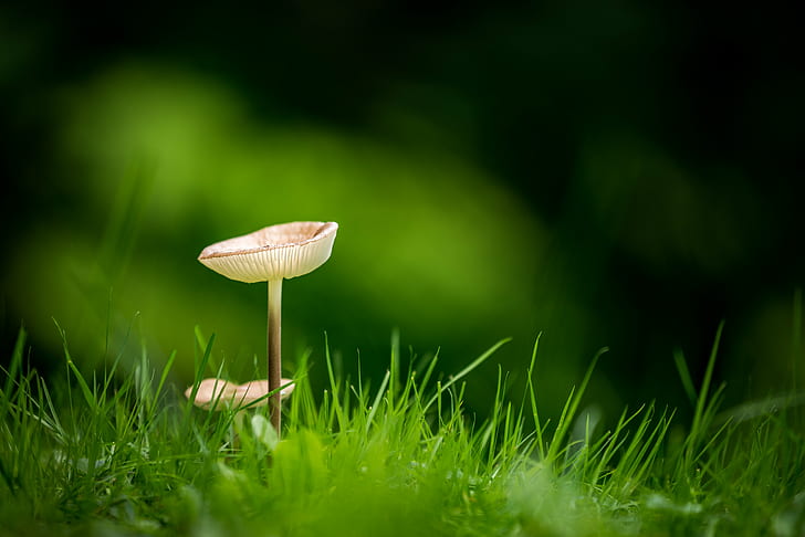 HD wallpaper: mushroom, fungi, nature, autumn, food, fungus, brown ...