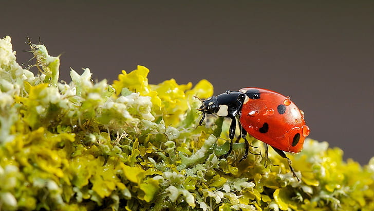 ladybugs, nature, macro, insect, HD wallpaper