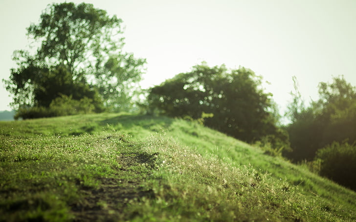 green lawn grass, trees, hills, macro, plant, green color, tranquility, HD wallpaper