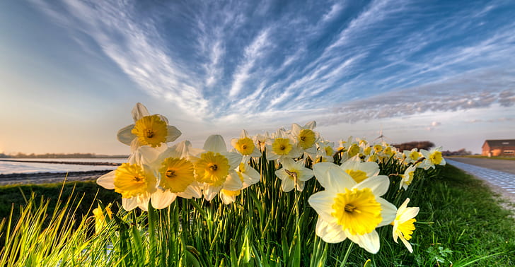 closeup photo of bed of white-and-yellow petaled flowers under by cirrus clouds, HD wallpaper