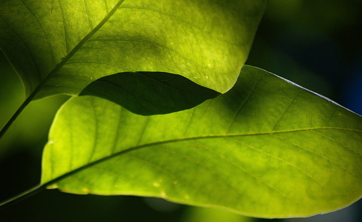 photography, leaves, macro, plants, nature, green, plant part