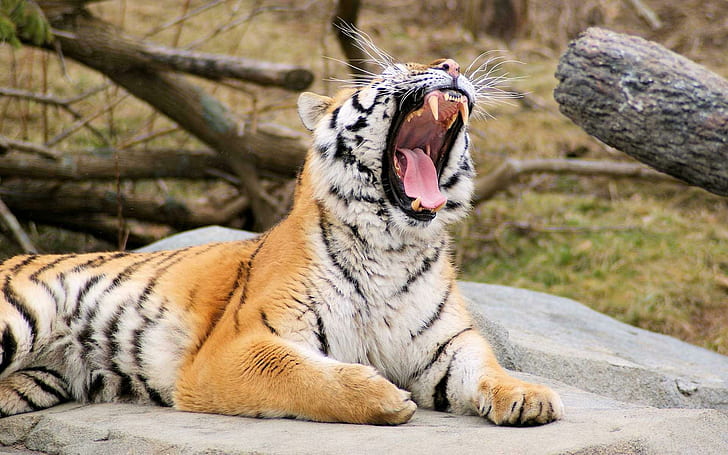 Tiger Roaring, tigers, HD wallpaper