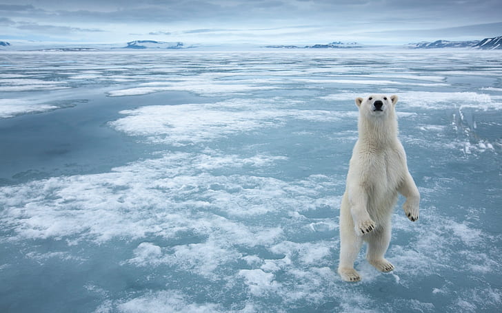 Animals White Arctic Polar Bear Ice Snow Frozen Sea Desktop Wallpaper Hd, HD wallpaper