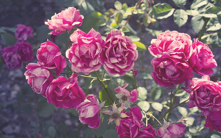 Summer, pink rose flowers, HD wallpaper