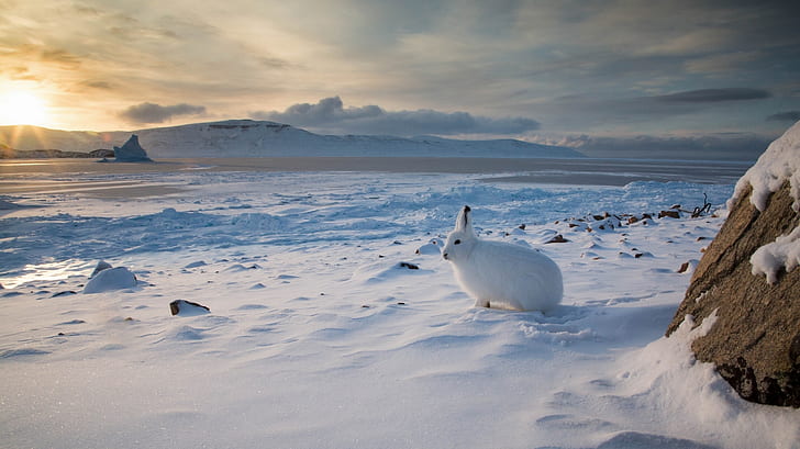 Arctic hare 1080P, 2K, 4K, 5K HD wallpapers free download | Wallpaper Flare