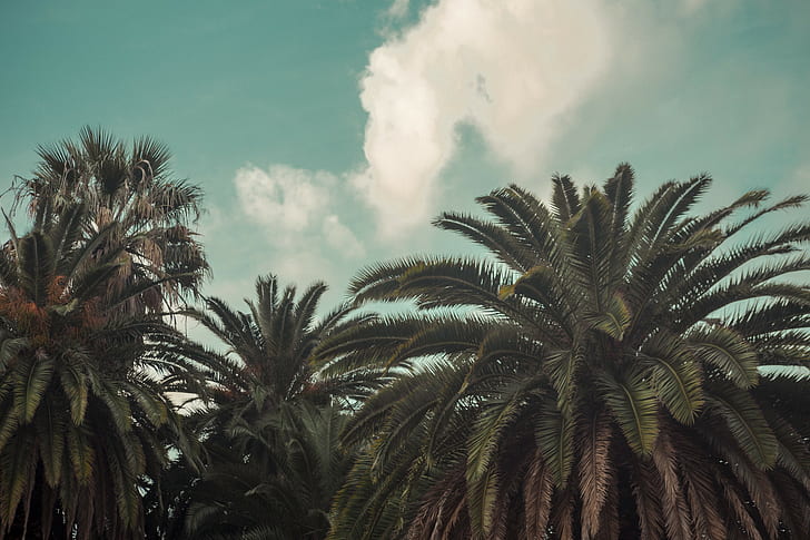 palm trees, city, summer, artwork, milk, legs, building, sky, HD wallpaper