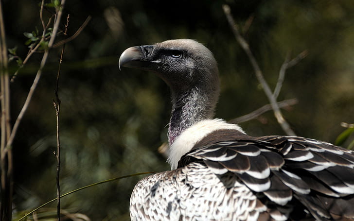 Gray vulture, grey vulture, animals, 2560x1600, bird
