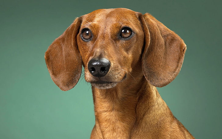 adult tan dachshund, dog, muzzle, ears, waiting, pets, animal, HD wallpaper