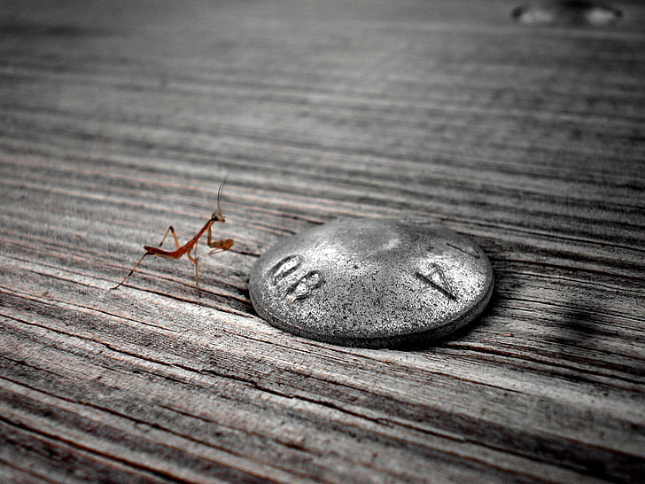 Stepping Stone, praying mantis, baby, 3d and abstract, HD wallpaper