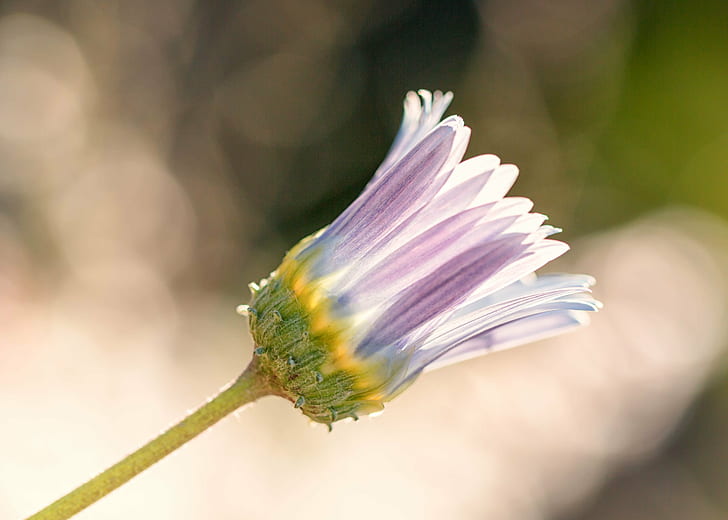 shallow focus photography of purple and white flower bud, flowers