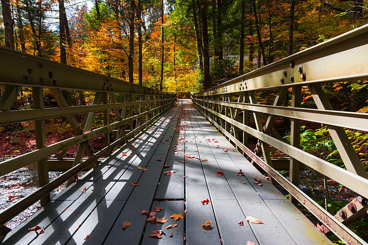 photo of gray wooden bridge, autumn  fall, forest, nature, tree, HD wallpaper
