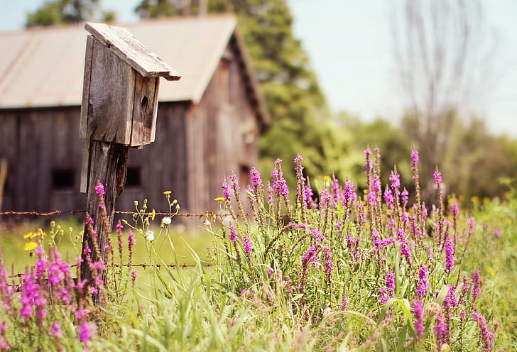Birdhouse and flowers, cabin, trees, grass, field, summer, Nature