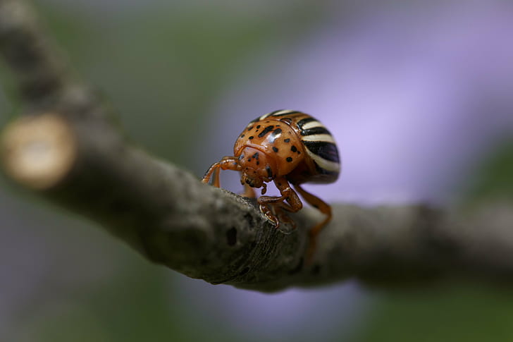 close-up photography brown and white bug, false potato beetle, beetle, false potato beetle, beetle, HD wallpaper